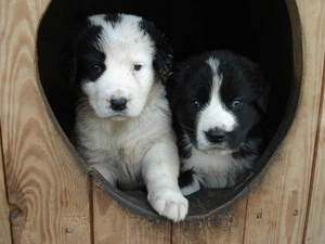 Collie, puppies, Bearded