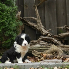 Border Collie, Puppy