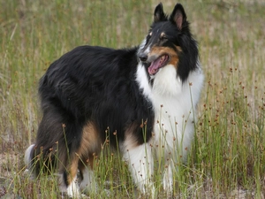 black and white, Collie