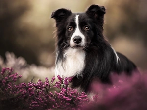 heathers, dog, Border Collie, black and white