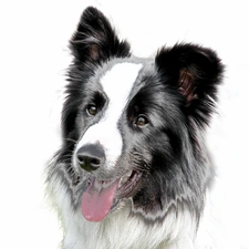 Border Collie, dog