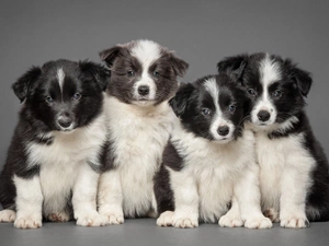 Border Collie, Puppies
