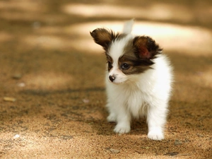 Border Collie, Puppy