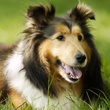 Collie, Collie rough