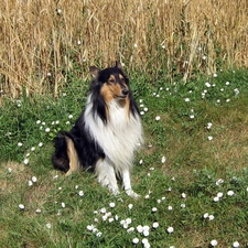 corn, Collie rough