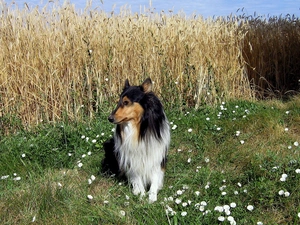 corn, Collie rough