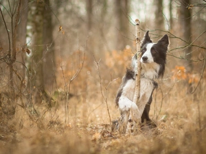 forest, dodge, Border Collie, autumn, dog