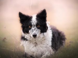 fuzzy, background, Border Collie, Meadow, dog