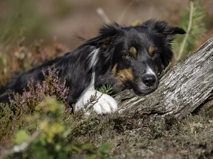heather, trees, Border Collie, muzzle, dog