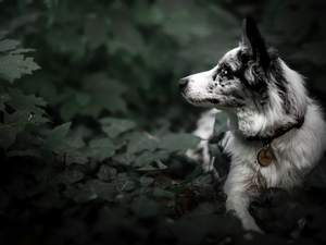 Leaf, ivy, Border Collie, muzzle, dog