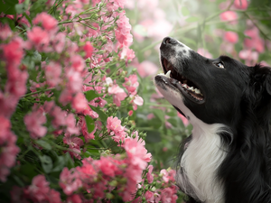 Pink, Flowers, Border Collie, Bush, dog