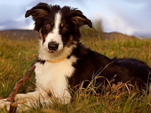stick, graphics, Border Collie, grass, dog