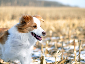 Border Collie, dog, White-brown