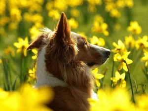 Flowers, Collie rough, Collie