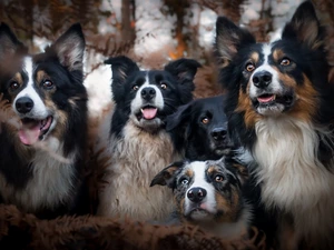 friends, Dogs, Border Collie