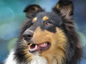 Head, Collie rough, Collie