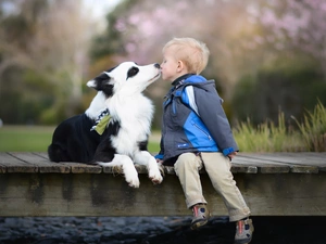 Border Collie, kiss, footbridge, Kid