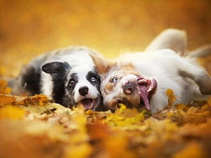 Leaf, Dogs, Border Collie