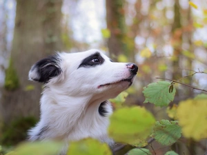 Leaf, Head, Border Collie