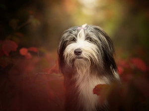Head, dog, Leaf, blurry background, autumn, Bearded collie