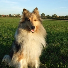 Collie rough, Meadow, sitter