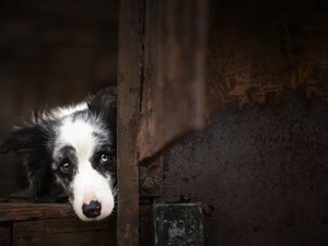 mouth, cote, Border Collie