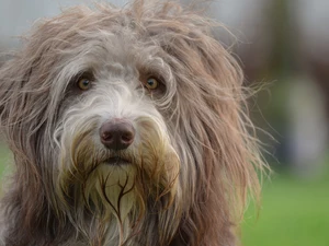 muzzle, Hairy, Bearded collie
