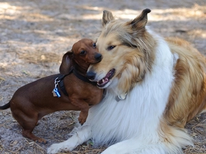 Collie rough, play, dachshund