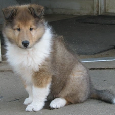 Puppy, Collie rough