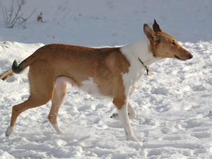 Collie Smooth, snow