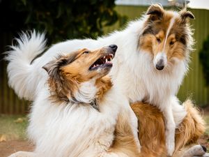 Collie, play, Dogs, Collies Longhair, Two cars