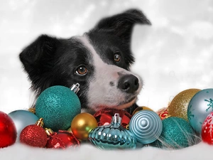 dog, color, baubles, Border Collie