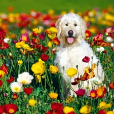 color, Flowers, Irish Wolfhound