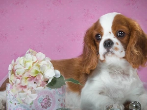 Colourfull Flowers, hydrangea, Puppy, Cavalier King Charles spaniel, dog