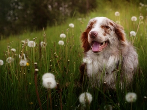Australian Shepherd, grass, Common Dandelion, Meadow