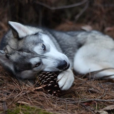 cone, resting, dog, Husky