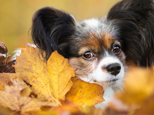 Leaf, dog, Miniature Continental Toy Spaniel Papillon