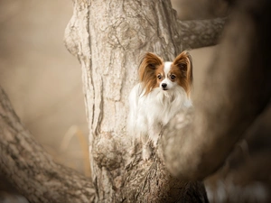 trees, dog, Miniature Continental Toy Spaniel Papillon