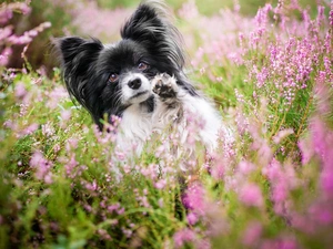 heathers, doggy, Miniature Continental Toy Spaniel Papillon