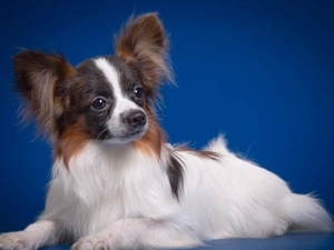 dog, Miniature, Papillon, Continental Toy Spaniel