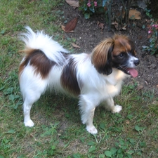 Continental Toy Spaniel miniature