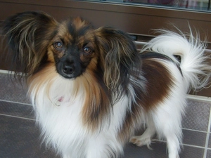 beautiful, Continental Toy Spaniel miniature