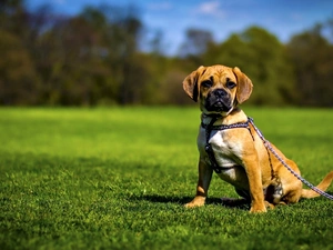 dog, Meadow, grass, cord