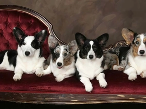 Welsh corgi cardigan, four, Dogs
