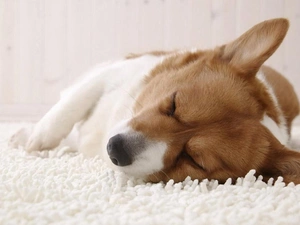 Corgi, sleepy, doggy