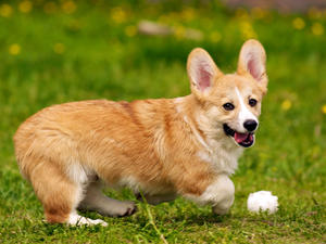 Welsh corgi pembroke, the ball