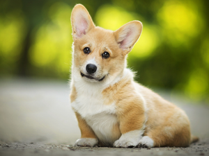 Welsh corgi pembroke, dog, Puppy