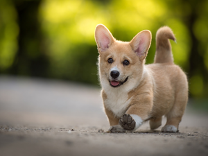 Welsh corgi pembroke, dog, Puppy