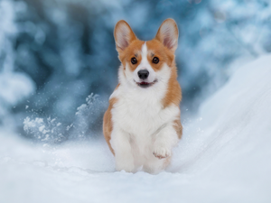 Welsh corgi pembroke, dog, snow