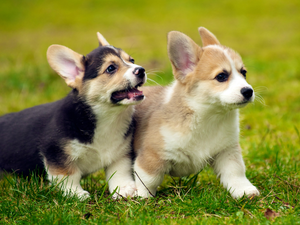 play, puppies, Welsh Corgi